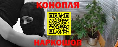 индика Гай